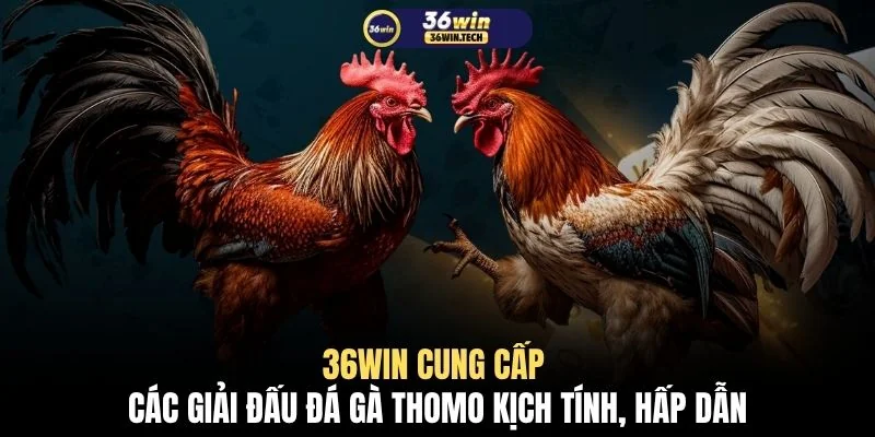 36WIN cung cấp các giải đấu đá gà Thomo kịch tính, hấp dẫn
