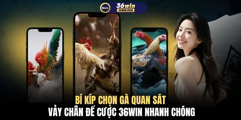 Bí kíp chọn gà quan sát vảy chân để cược 36WIN nhanh chóng