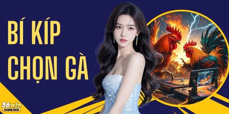 Tổng Hợp Bí Kíp Chọn Gà Chiến Chuẩn Xác Thu Hút 50.000 Sư Kê