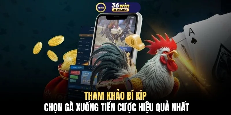 Tham khảo bí kíp chọn gà xuống tiền cược hiệu quả nhất