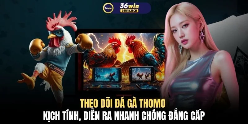 Theo dõi đá gà Thomo kịch tính, diễn ra nhanh chóng đẳng cấp